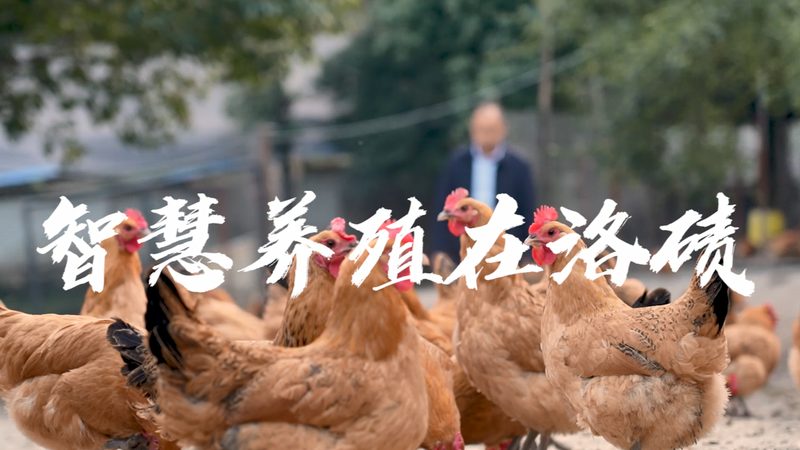 CRO优化效果评估：案例分析揭示关键指标